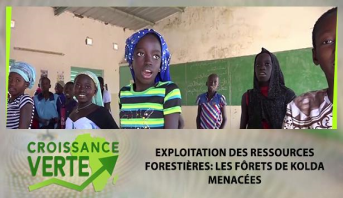 CROISSANCE VERTE > Exploitation des ressources forestières: les fôrets de Kolda menacées