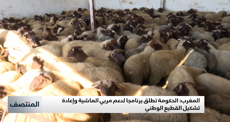 البواري: الموسم الفلاحي الحالي يسجل بوادر نمو إيجابية