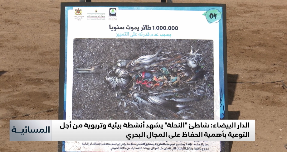 شاطئ النحلة بعين السبع يتحول إلى فضاء للتربية والتوعية البيئية 