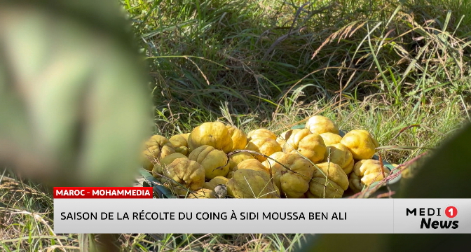 Saison de la récolte du coing à Sidi Moussa Ben Ali