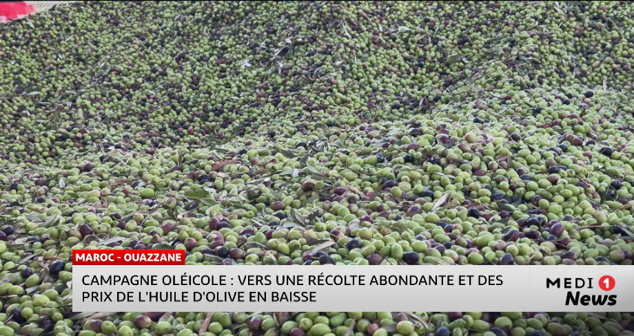 Maroc : vers une récolte d’olives abondante et des prix de l’huile d’olive en baisse 