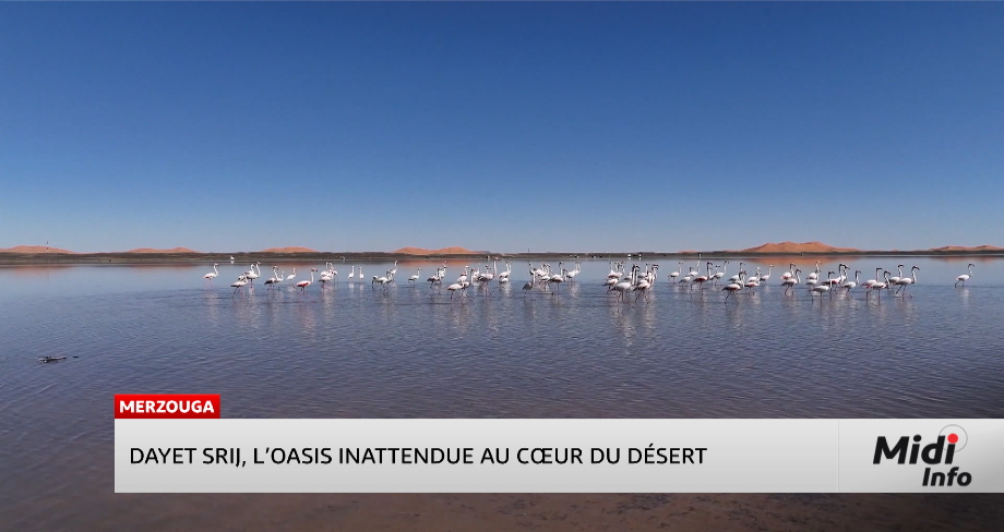 Dayet Srij, l’oasis inattendue au cœur du désert
