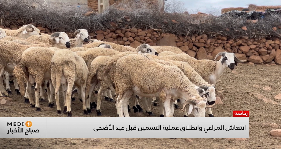 انتعاش المراعي وانطلاق عملية التسمين قبل عيد الأضحى