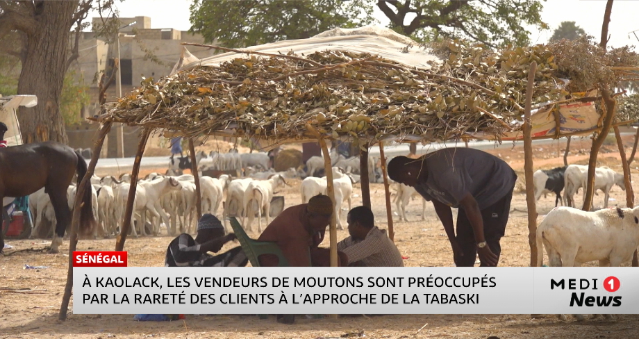 À Kaolack, les vendeurs de moutons préoccupés par la rareté des clients à l’approche de la Tabaski