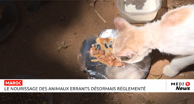 Maroc : Le nourissage des animaux errants désormais réglementé