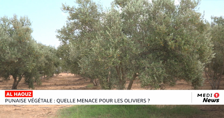Punaise végétale : quelle menace pour les oliviers ?