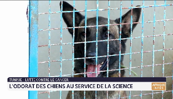 Tunisie: l’odorat des chiens au service de la science
