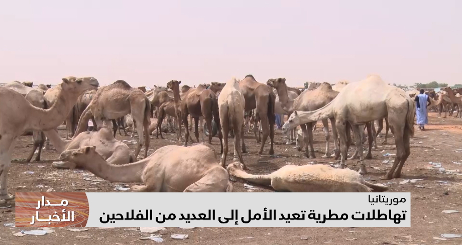 موريتانيا.. تساقطات مطرية تعيد الأمل إلى الفلاحين