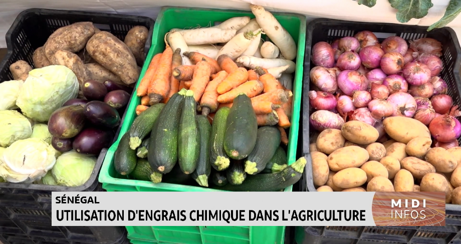 Sénégal : utilisation d'engrais chimique dans l'agriculture 
 