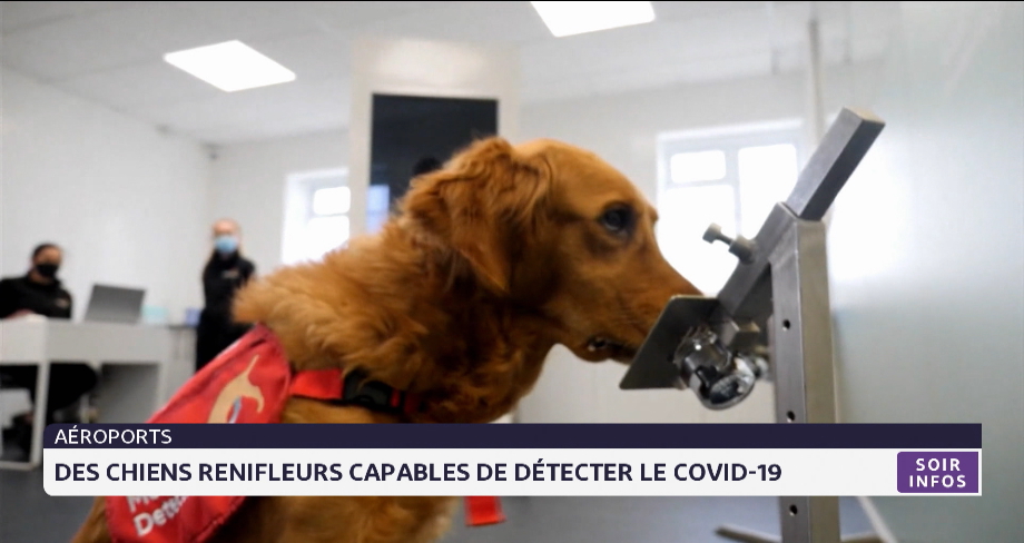 Aéroports: des chiens renifleurs capables de détecter le Covid-19