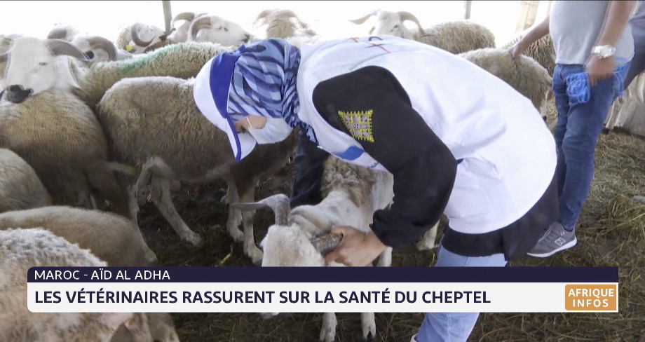 Aid Al Adha au Maroc: les vétérinaires rassurent sur la santé du cheptel
