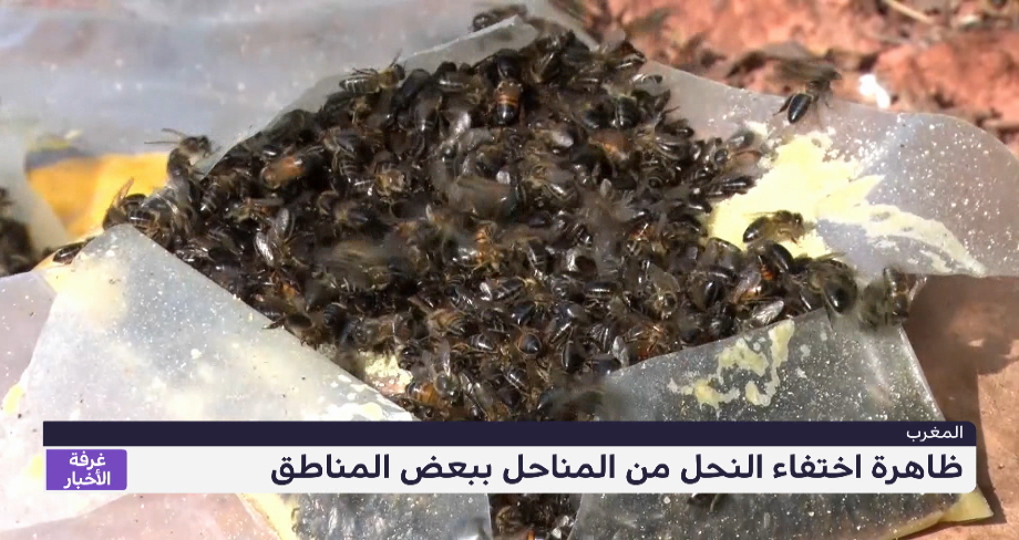 ظاهرة اختفاء النحل من المناحل ببعض المناطق بالمغرب 