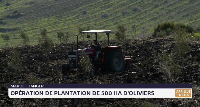 Maroc- Tanger: opération de plantation de 500 HA d'oliviers 