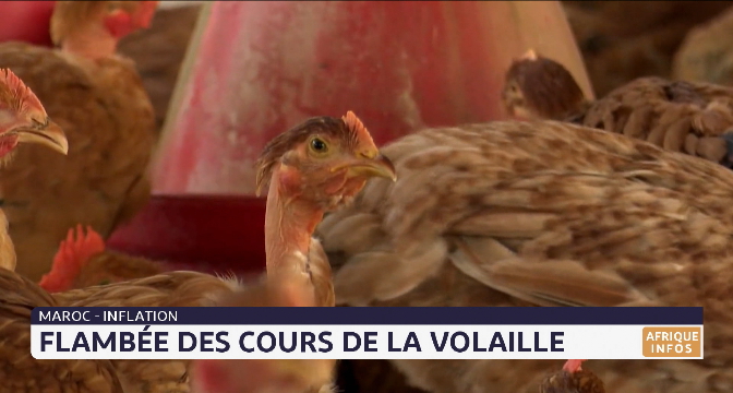 Maroc - inflation :  flambée des cours de la volaille