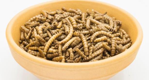 أول موافقة من هيئة أوروبية على اعتماد حشرات كغذاء للبشر