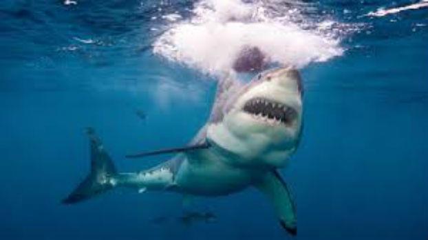Un État australien ferme ses plages après une attaque de requins