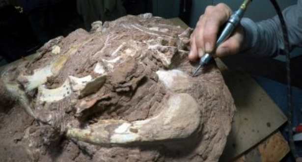 اكتشاف .. حفريات لديناصورات في الصين تعود لـ 130 مليون سنة China_dinosaur_090918
