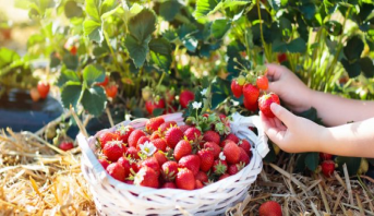 Le secteur des fruits rouges a besoin de "reconnaissance et d’encouragement" (Comader)