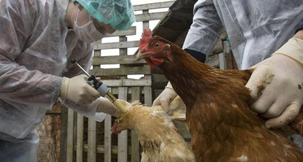 Actualité : France/grippe aviaire: Pas de risque de ...