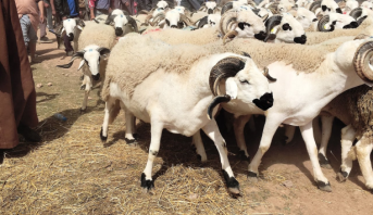 SIAM 2024 : le prix du mouton inquiète à l’approche de l’Aïd