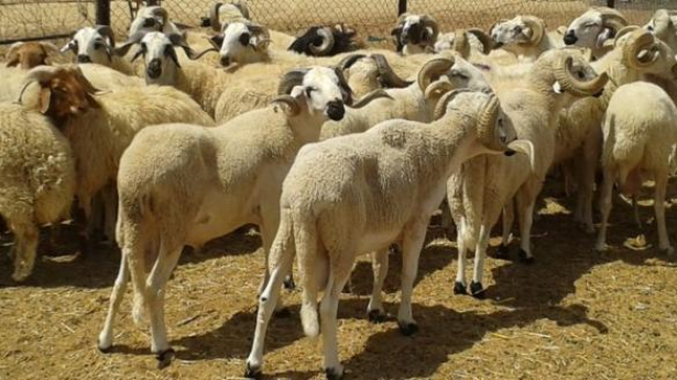 Casablanca-Settat: 1.029.844 ovins et caprins destinés à l'Aïd al-Adha (Direction)