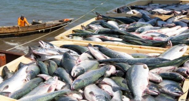 Sidi Ifni: des débarquements de pêche de plus de 202 MDH durant les onze premiers mois de 2021