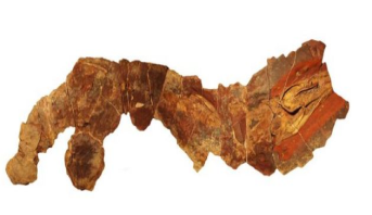 La découverte au Maroc d’un fossile de 360 millions d’années permet de percer le mystère de l’ancêtre du requin (Revue US)