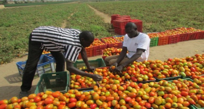 Sénégal : production record de fruits et légumes en 2023