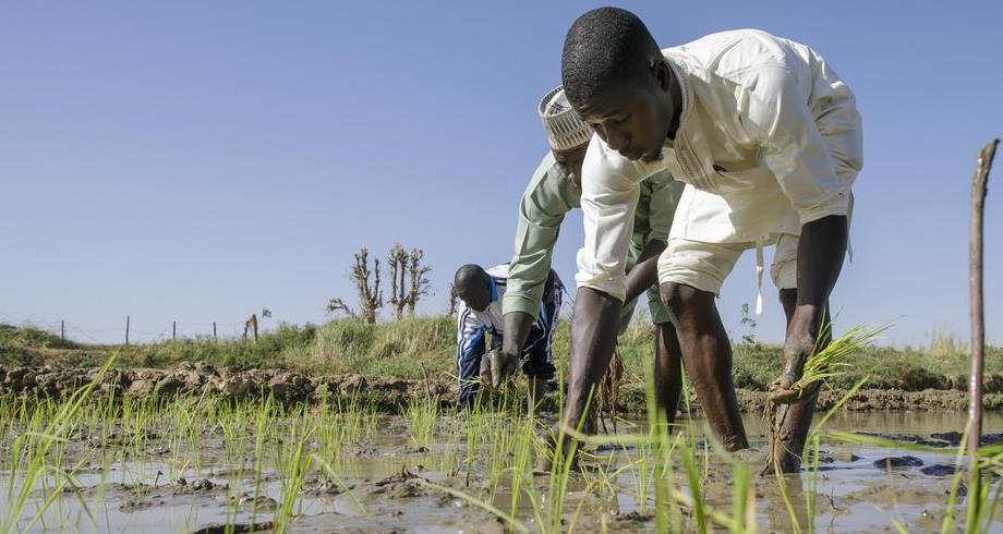 Le Nigeria enregistre une augmentation significative de la production de riz