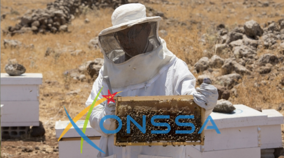 توضيحات "ONSSA" حول اختفاء النحل من المناحل ببعض المناطق