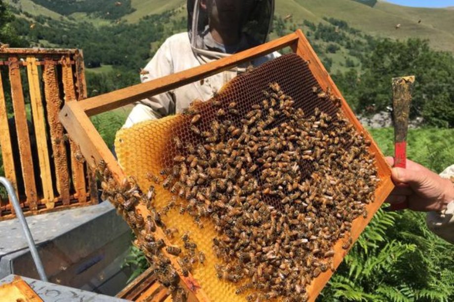 آفة جديدة تصيب المناحل وتعطل إنتاج العسل بالمغرب