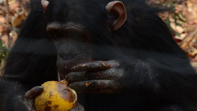 دراسة: تكسير الجوز ليس عملاً مرتجلاً لدى الشمبانزي