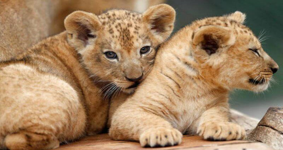 Cinq lionceaux de l'Atlas présentés aux visiteurs du jardin zoologique de Rabat