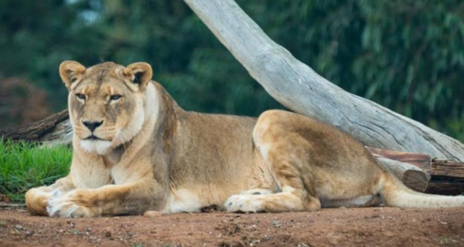 Iran: une lionne attaque un gardien de zoo et réussit à s'enfuir