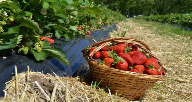 Le ministère de l’Agriculture dément les rumeurs sur la contamination des fraises marocaines par l’hépatite A