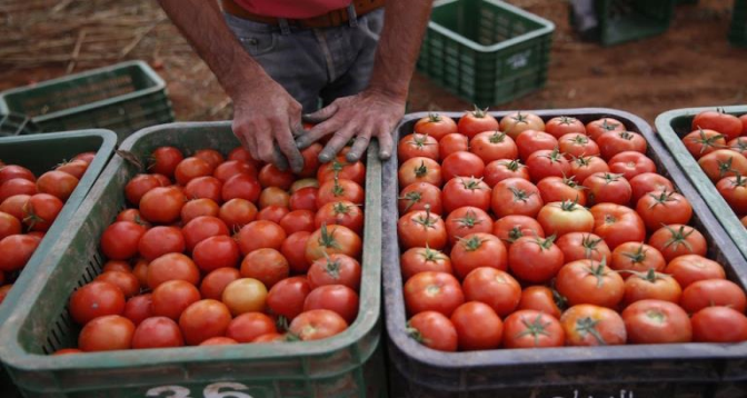 استقرار سوق الطماطم في المغرب رغم التحديات المناخية والاقتصادية