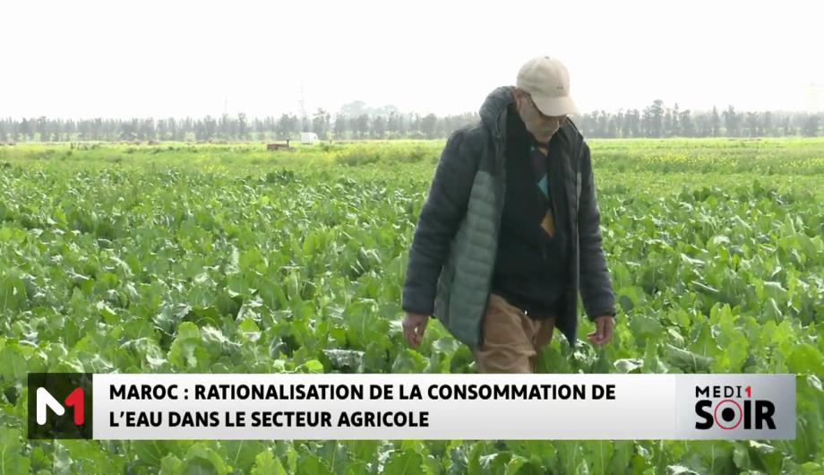 Maroc : Rationalisation de la consommation de l'eau dans le secteur agricole