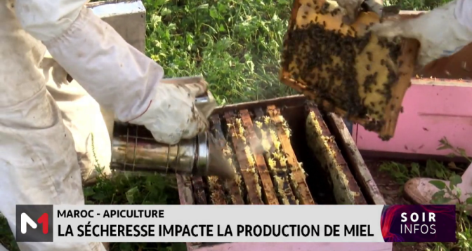 Maroc : La sécheresse impacte la production de miel