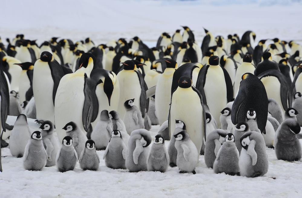 Antarctique : le manchot empereur désormais classé espèce "en danger" par l'UICN