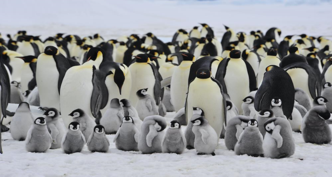 Antarctique : le manchot empereur désormais classé espèce "en danger" par l'UICN