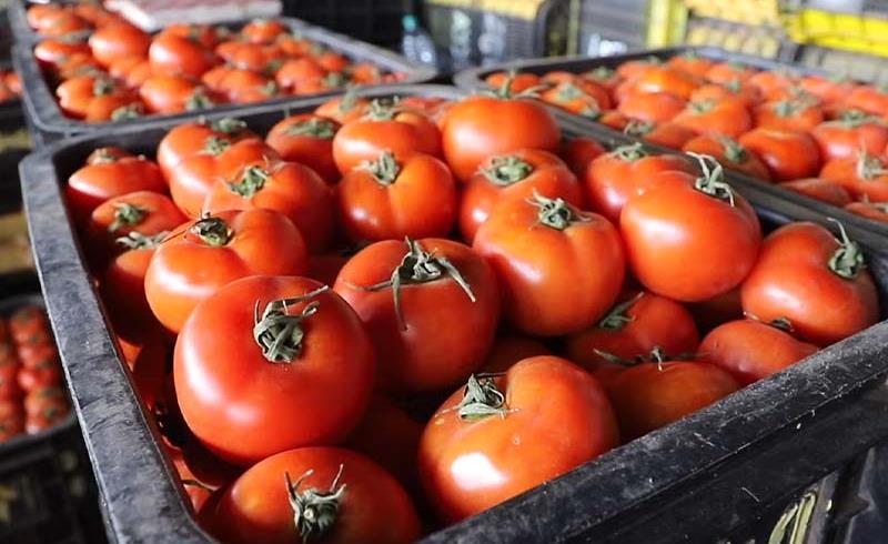 أسعار الطماطم تضع القدرة الشرائية للمغاربة على المحك.. قراءة تقنية لمولاي هاشم العلوي