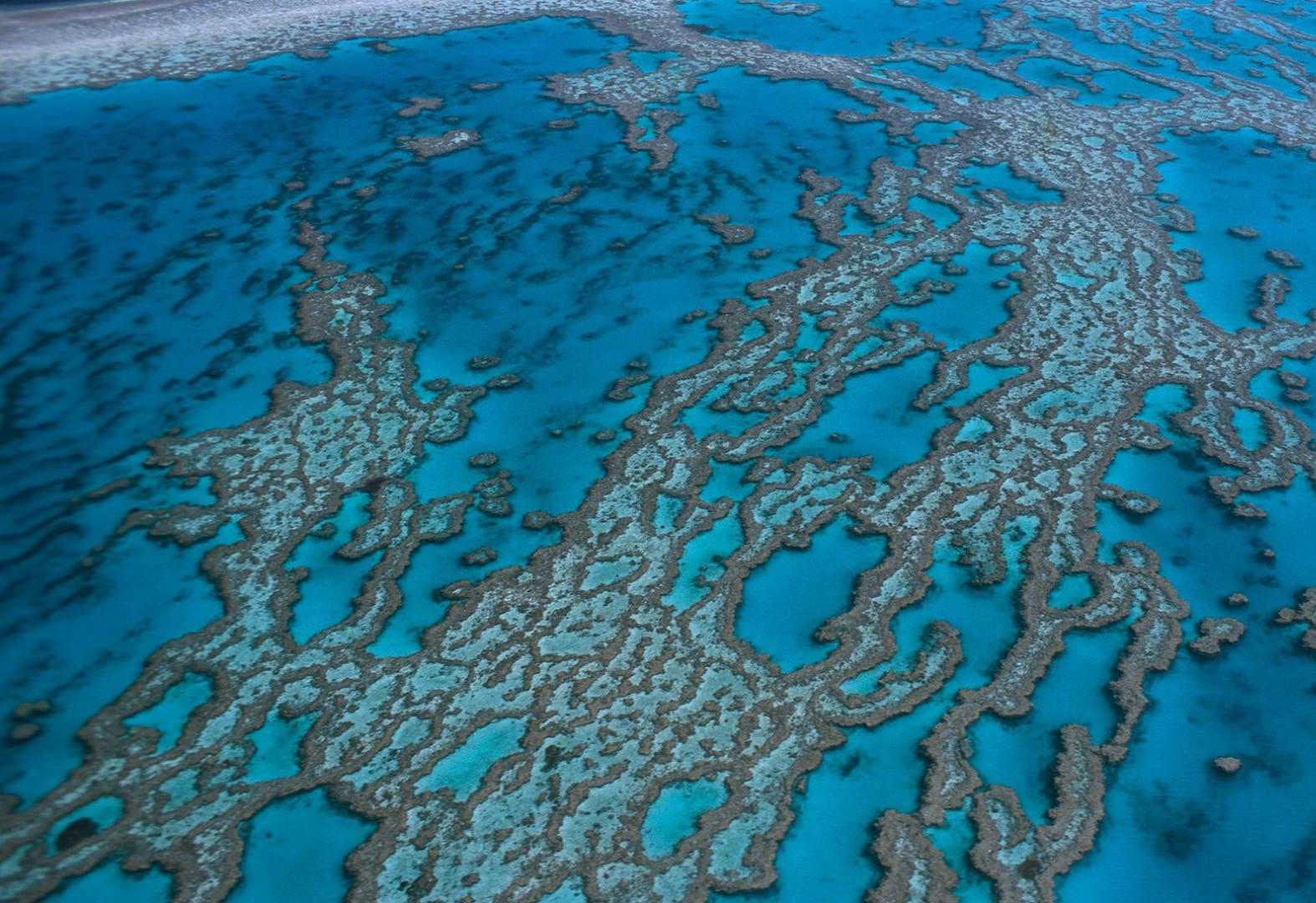 Australie: La Grande barrière de corail subit son pire épisode de blanchissement