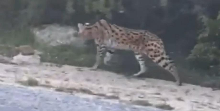 Un serval observé à Tanger.. ce qu'il faut savoir