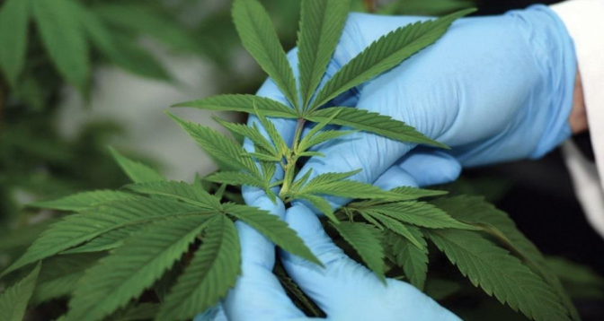 Usages licites du cannabis : 2.905 autorisations délivrées jusqu’au 23 avril courant par l’ANRAC