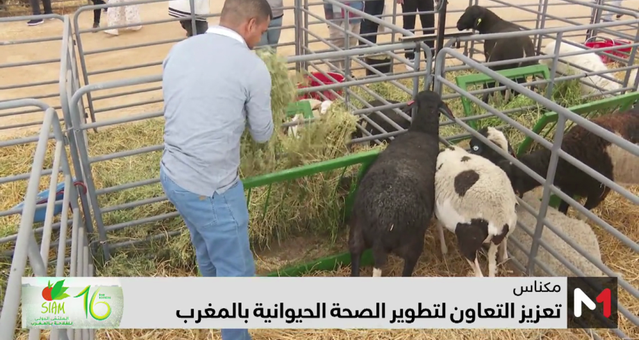 تعزيز التعاون لتطوير الصحة الحيوانية بالمغرب