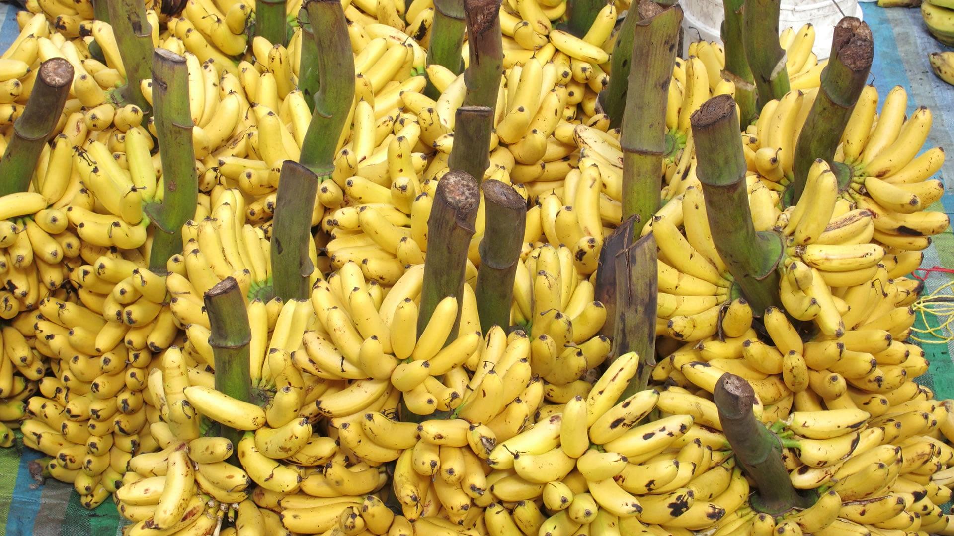  La banane d’Équateur, premier exportateur mondial, subit la guerre en Ukraine 