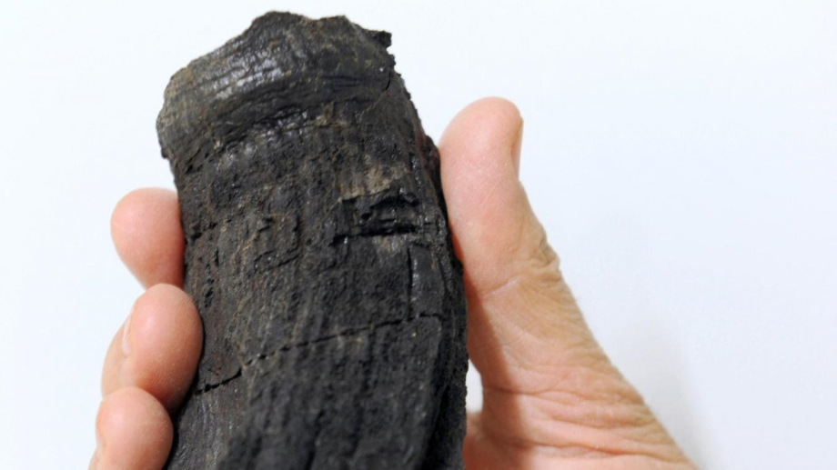 Découverte de la plus grosse dent d'un reptile géant préhistorique


