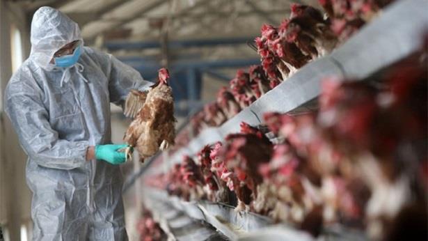 إبادة ملايين الطيور الداجنة في فرنسا بسبب تفشي وباء إنفلونزا الطيور