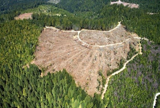 USA: Malgré les engagements internationaux, la déforestation monte en flèche