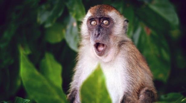 رصد أول إصابة بفيروس "جدري القرود" في بريطانيا